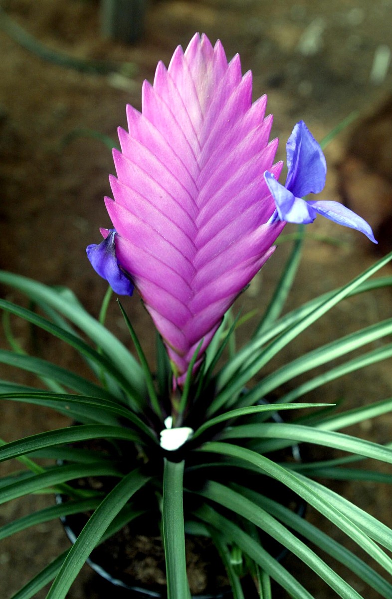 2007年3月21日,上海鲜花港新建的国际知名花卉展示厅,鲜花超市正式开