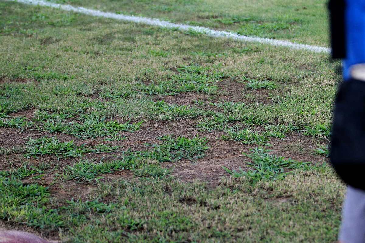 苜蓿与禾本草混播系统中冠层分割的挑战