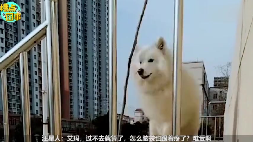 见过猫吃鱼,但是鱼吃猫还是头一回