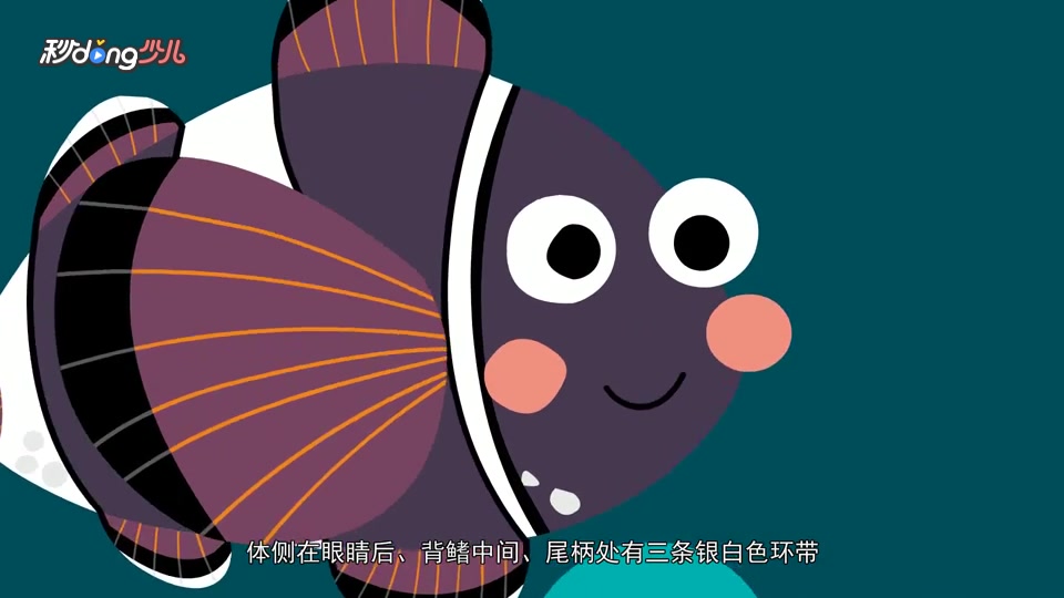 金红透小丑鱼和透红小丑鱼的区别