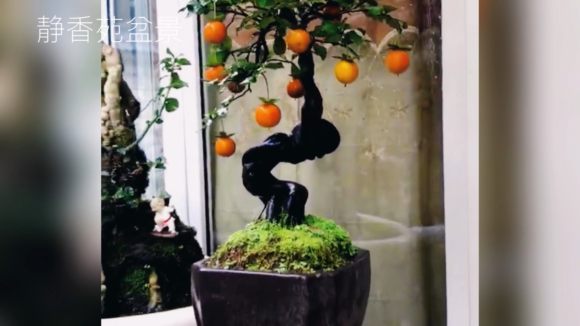 欣赏一组即将参加盆景展会的极品金弹子盆景,独特造型,难得一见
