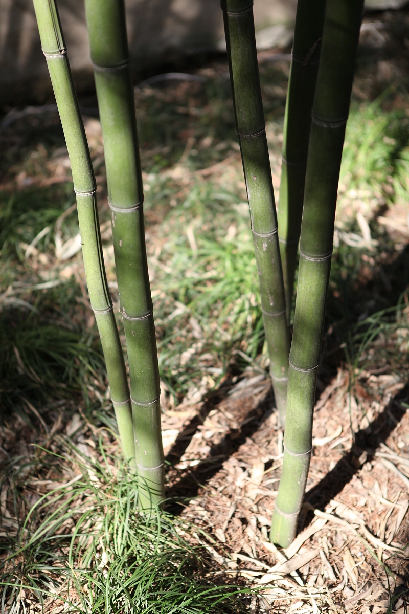 2012年03月24日,,扬州,个园,竹林,竹子,早竹