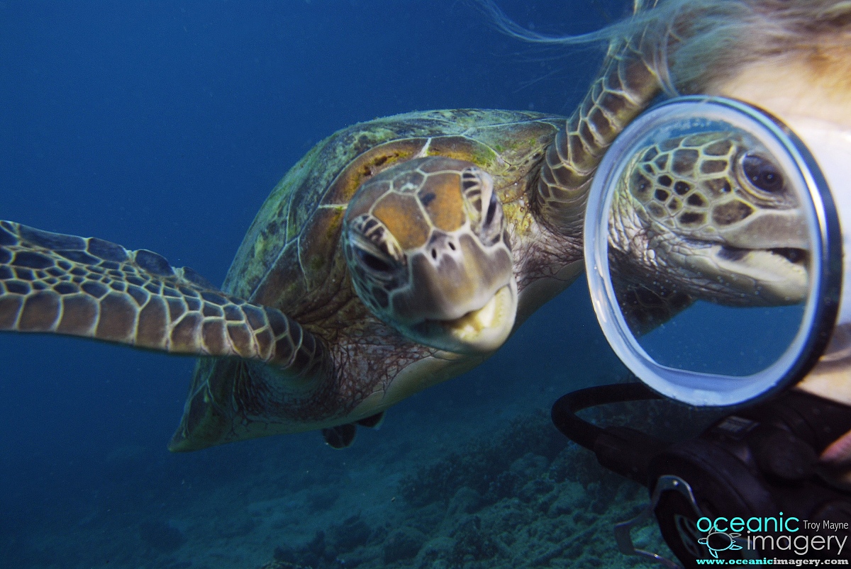 See 的意思：看到、观察到，不是‘认为’