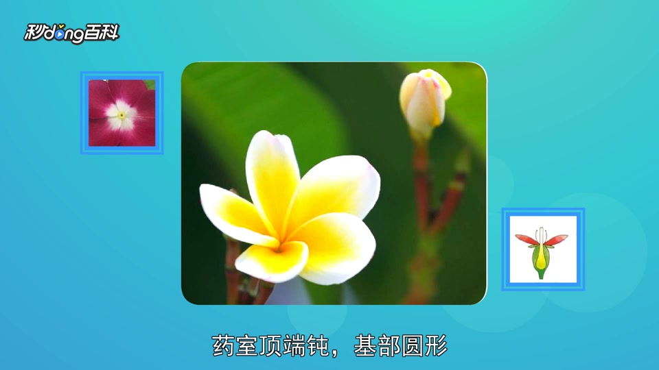 原来鸡蛋花亚科长这样