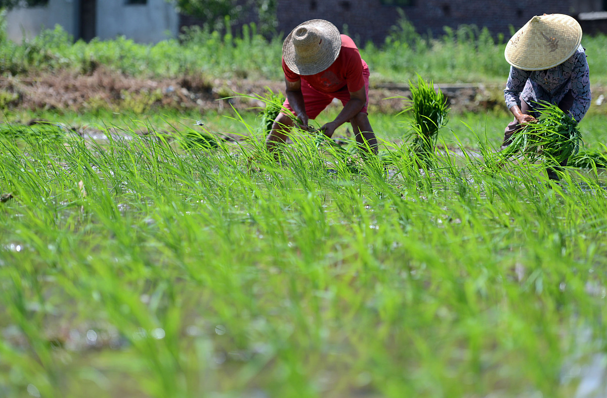明天就是大暑了2020年大暑在中伏前后是一年中最热的时期。这个时候也是农作物生长速度最快的时期同时很多地区的旱、涝、风灾等各种气象灾害也最为频繁。对于农户们来说大暑的农事管理是非常关键的下面就来为大家介绍一下大暑前后农事管理指南。 帮我优化为三十字的文案