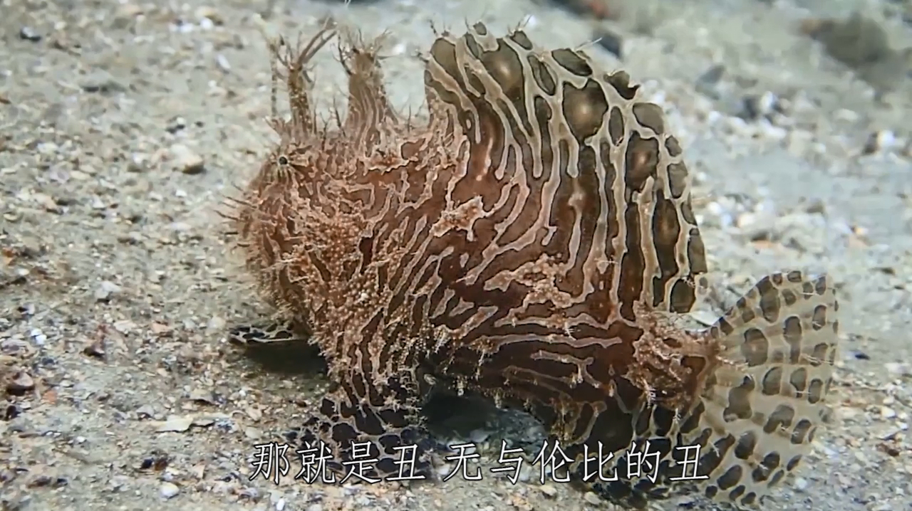 会钓鱼的鱼?虽然长得丑,但非常美味