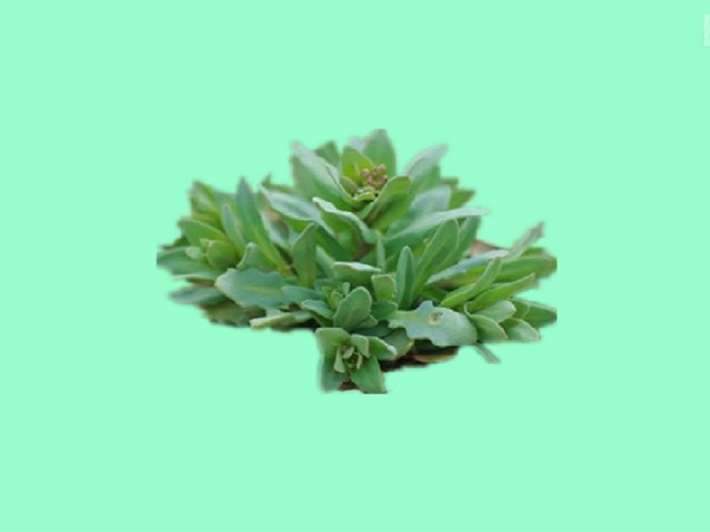 辣辣菜:具有清热解毒,利尿