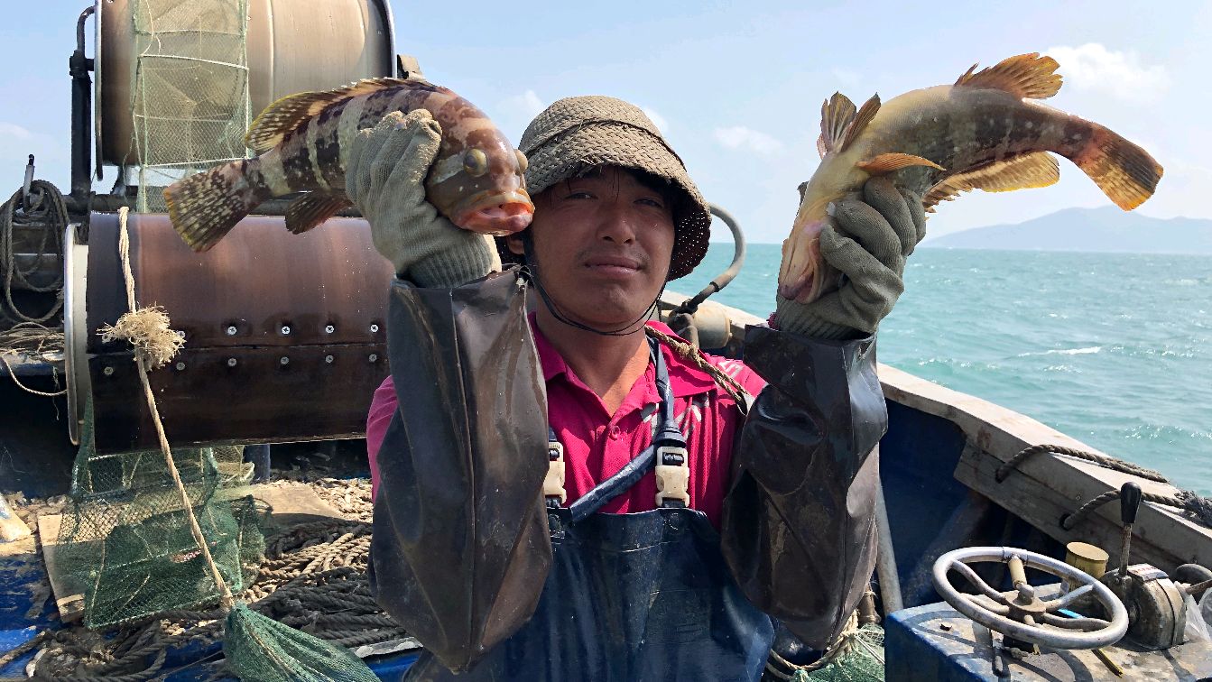 石斑鱼都被大风浪推进笼里,兄弟们捉了好几桶,大家都乐坏了