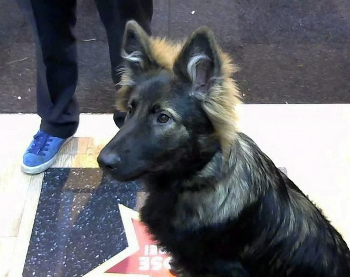 crufts dog show是<strong>世界</strong>上规模最大的狗展,有着120多年的悠久历史.