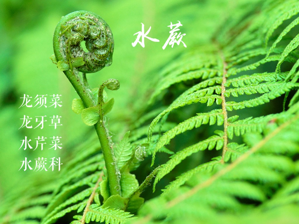 水蕨:水蕨科水蕨属植物