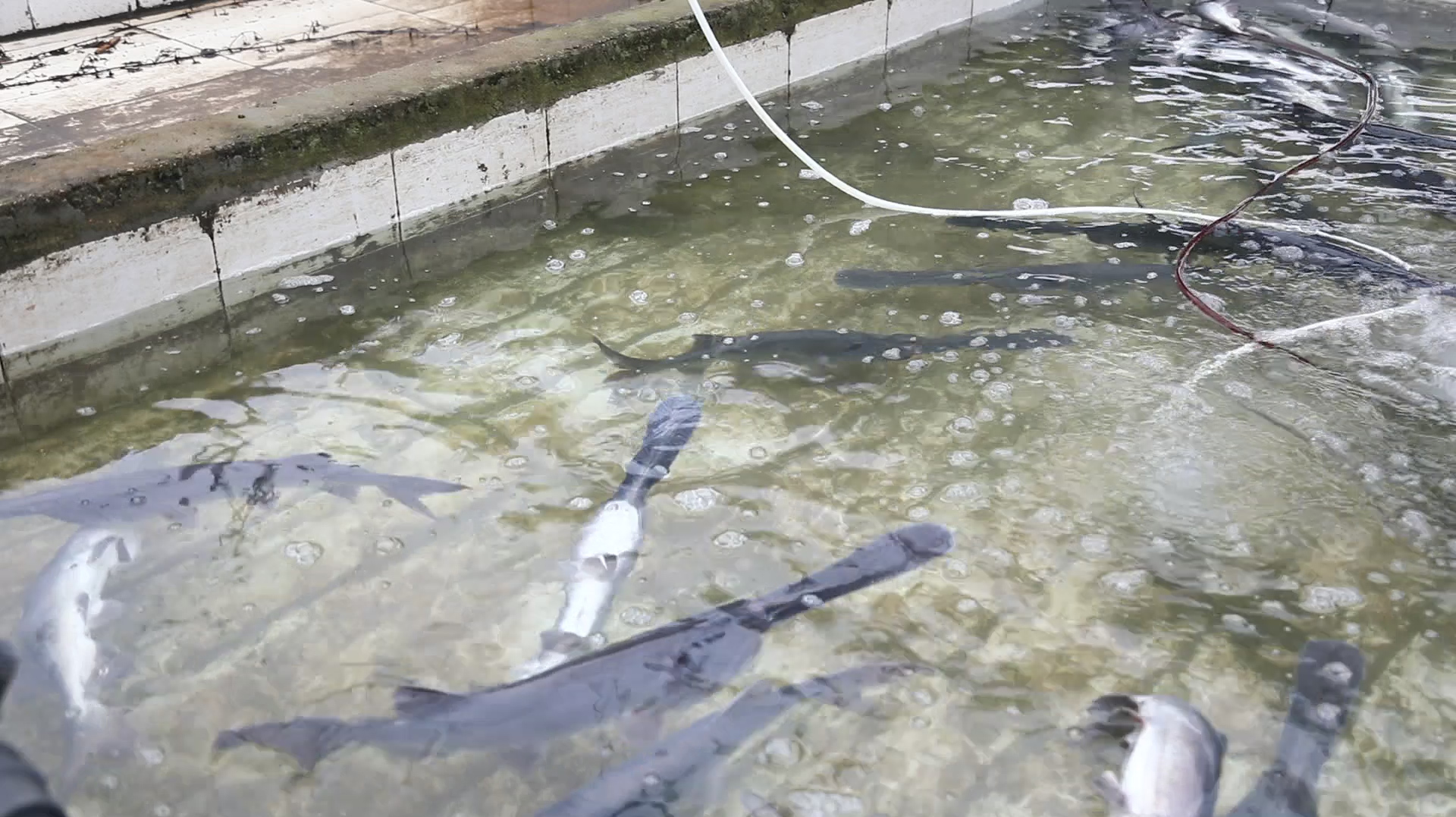 鸭嘴鱼吃食有什么特点?晚上吃食,好玩的是它吃食时翻着肚皮吃