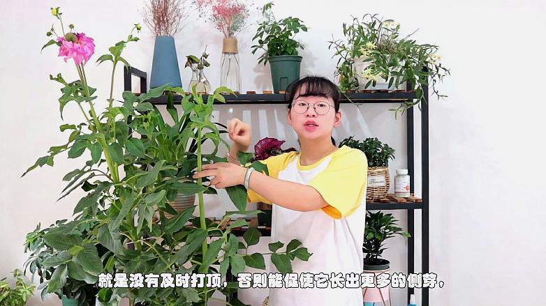 [图]大丽花一年能开几次花?花期养护你知道吗?注意几点开花多花色艳