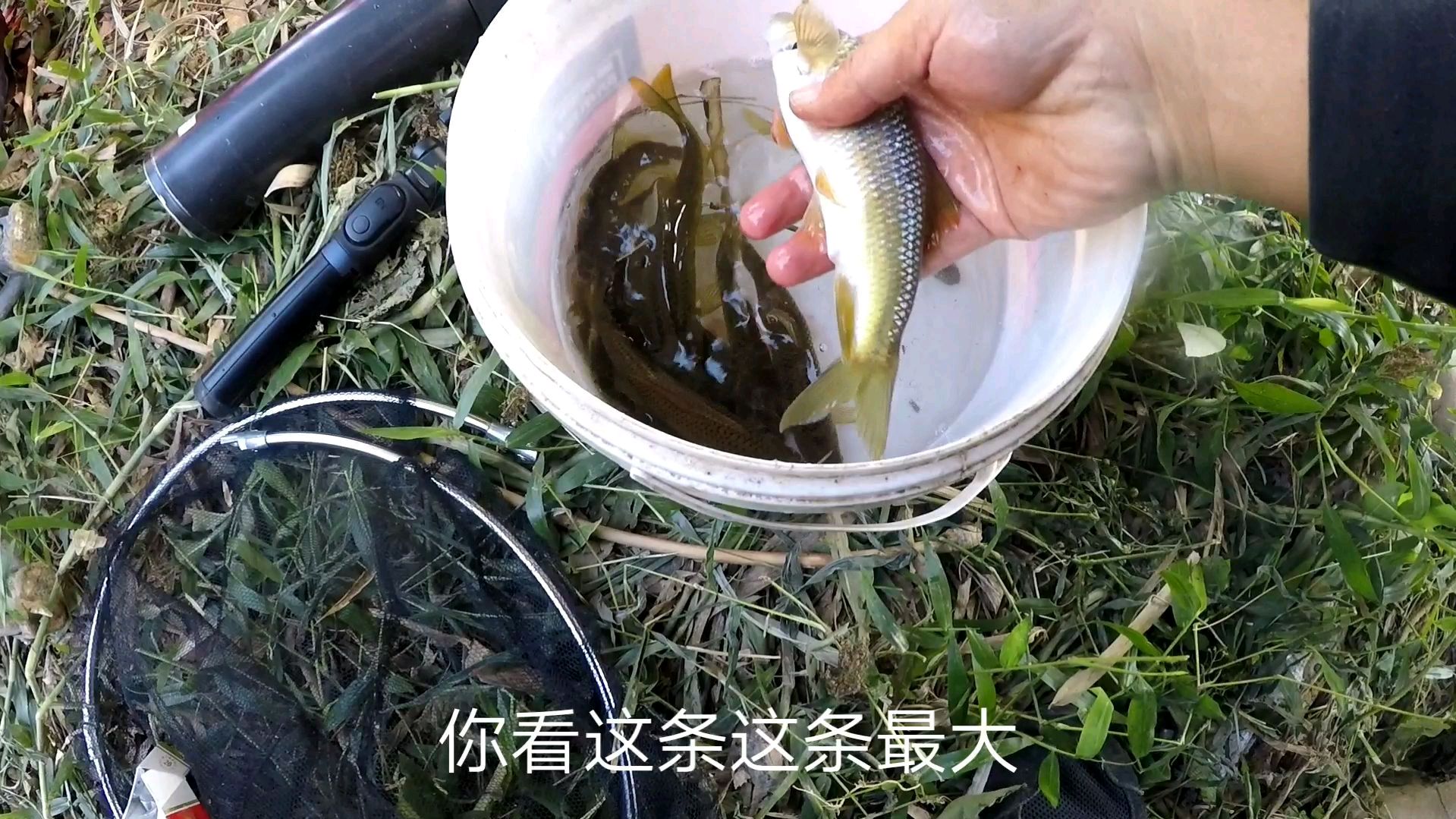 广西昭平县山里钓溪石斑,这里的石斑鱼个头大力气大,太爽了