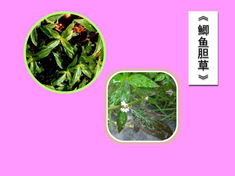一分钟了解——鲫鱼胆草