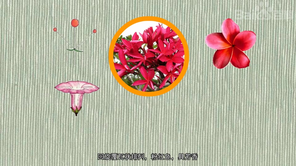 红花鸡蛋花