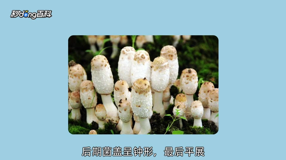 原来鸡腿蘑长这样