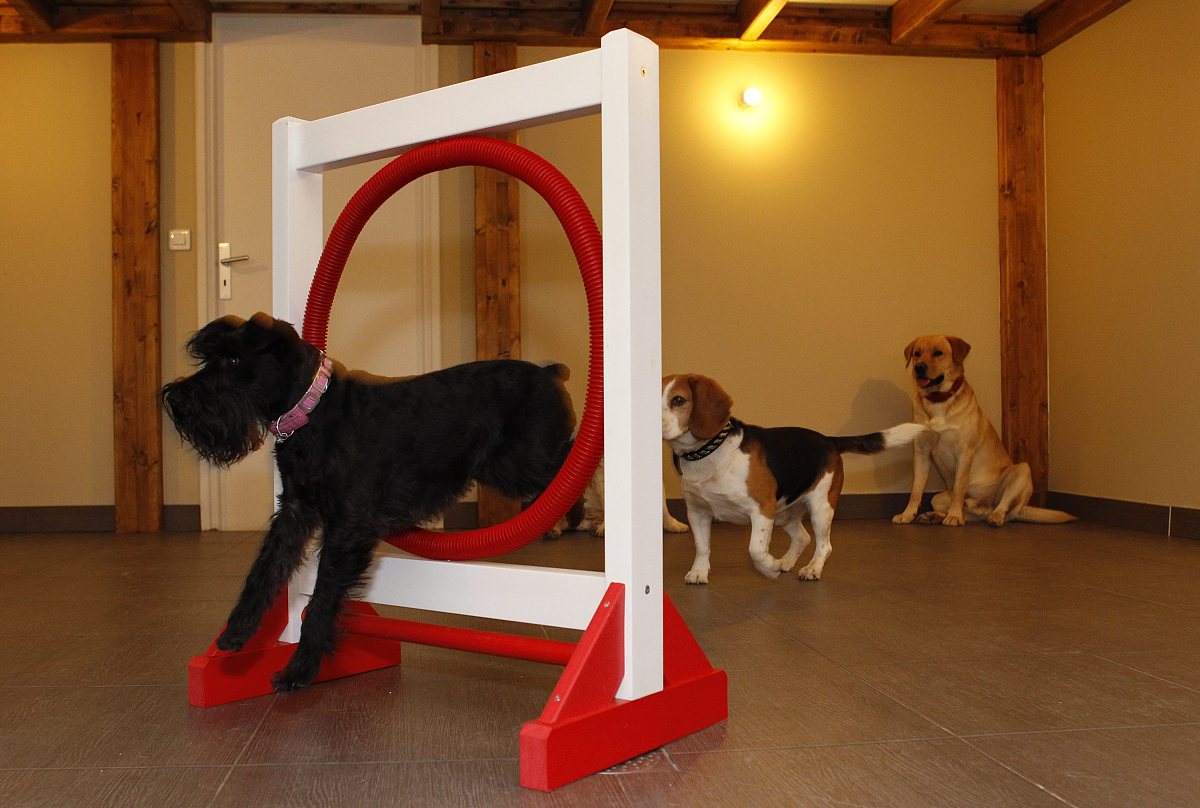 JOURNAL OF ANIMAL AND FEED SCIENCES: 国际动物科学和饲料科学期刊