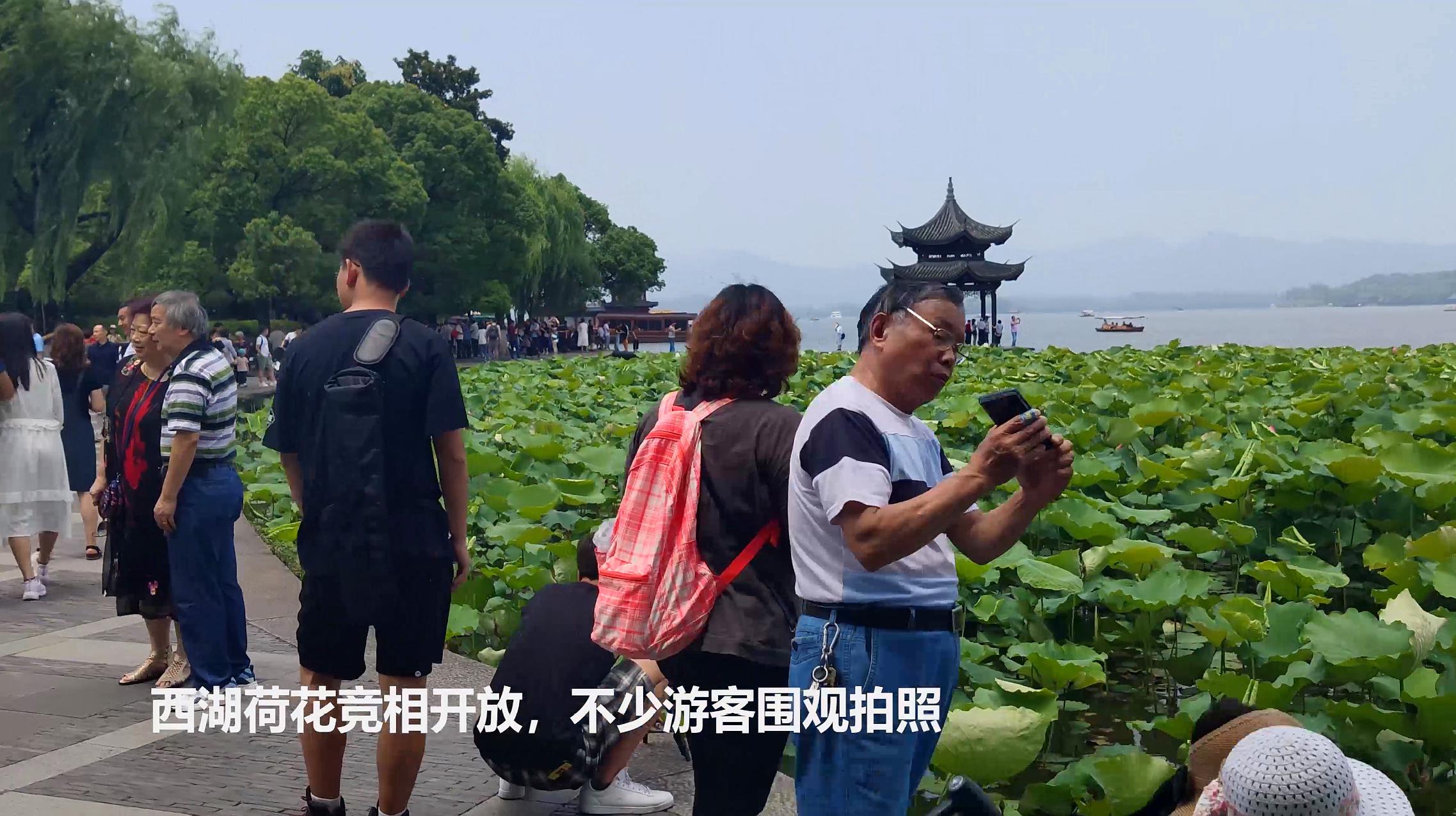 [图]杭州一秒入夏,西湖荷花悄然盛开,引市民游客争相拍照