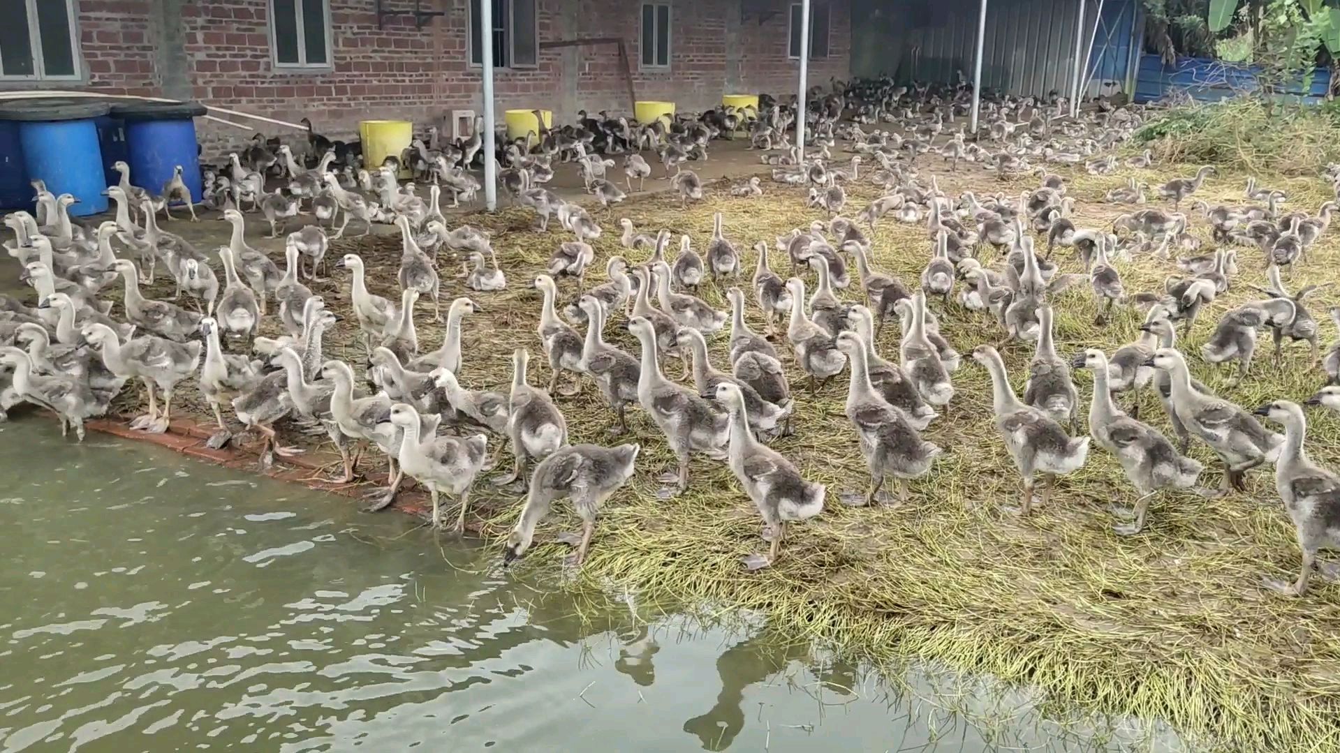 鹅吃草最厉害了,想不到养鹅场却杂草丛生,原来养鹅亏惨、鹅少了