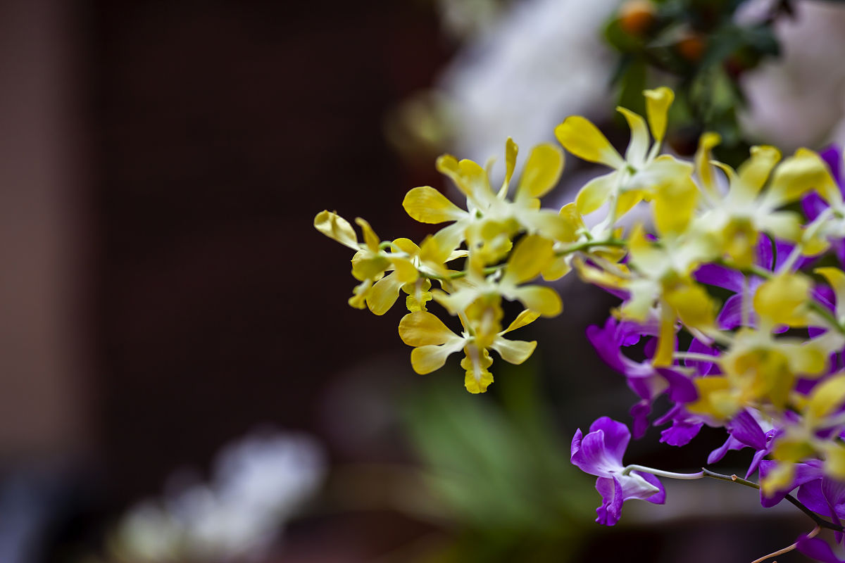 2010年1月29日,泰国的那些花儿石斛兰和鸡蛋花.