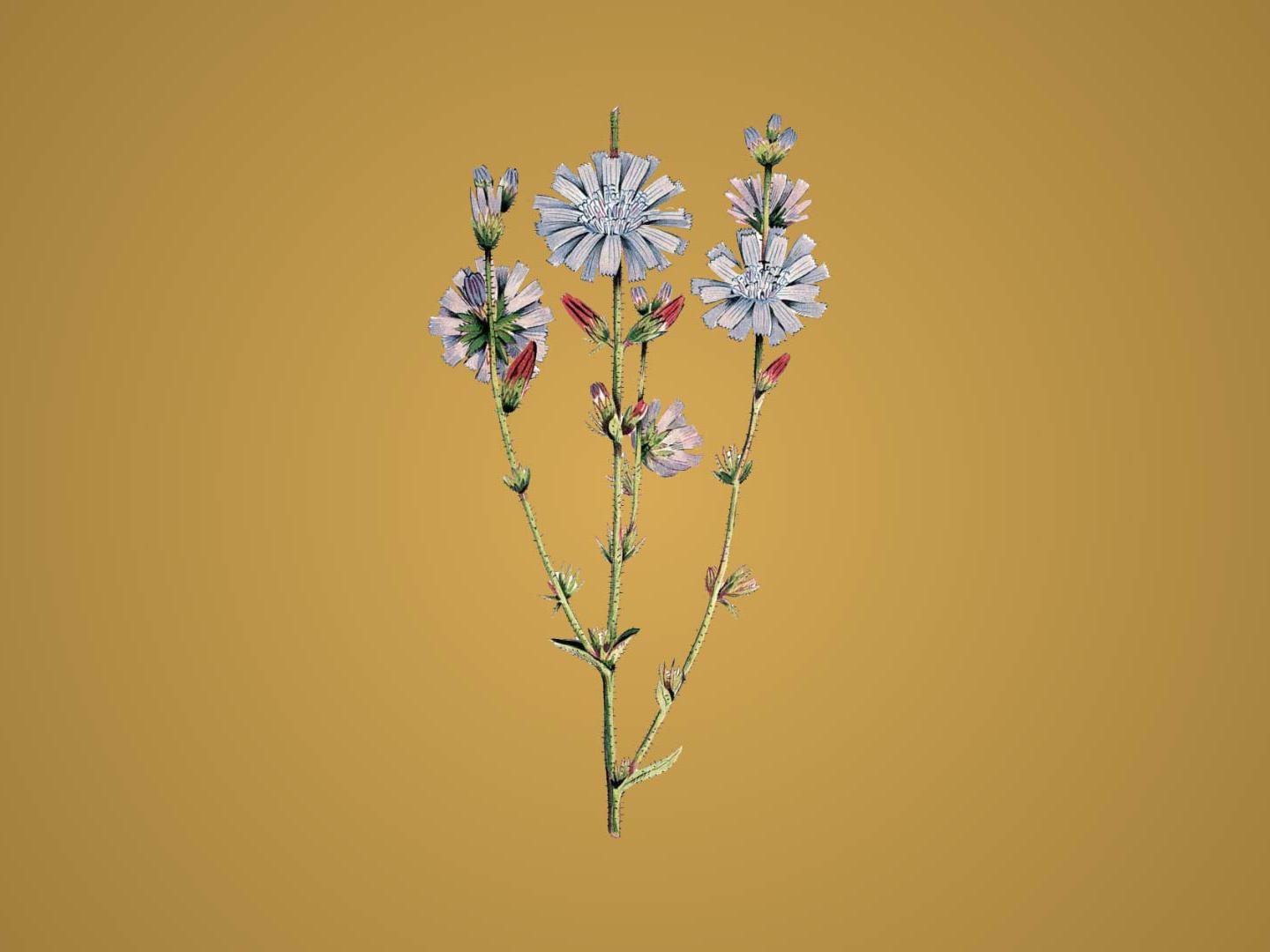原来栽培菊苣长这样