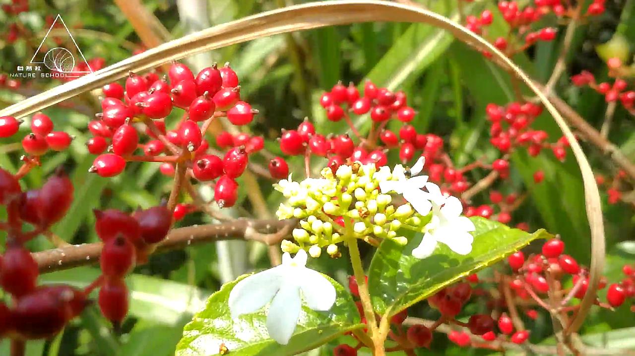 [图]菜鸟认植物35|蝶花荚蒾:蝶花飞舞,俪靓容于茉莉,笑玫瑰于尘凡