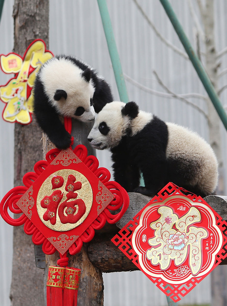 11只2018年出生的大熊猫宝宝在此集体亮相,在新春到来之际,给全<strong>世界</strong>的