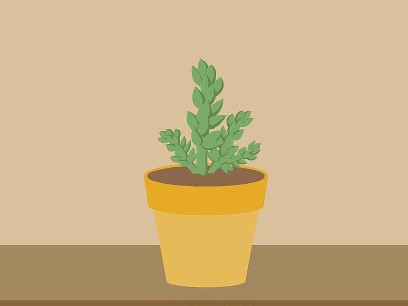 瓦松强大的繁殖能力