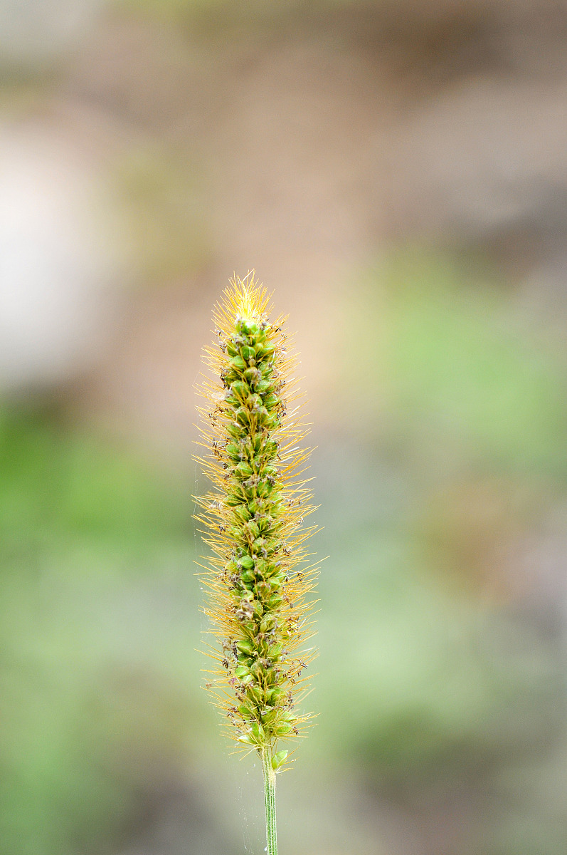 2021野生植物资源开发与利用专业怎么样？就业方