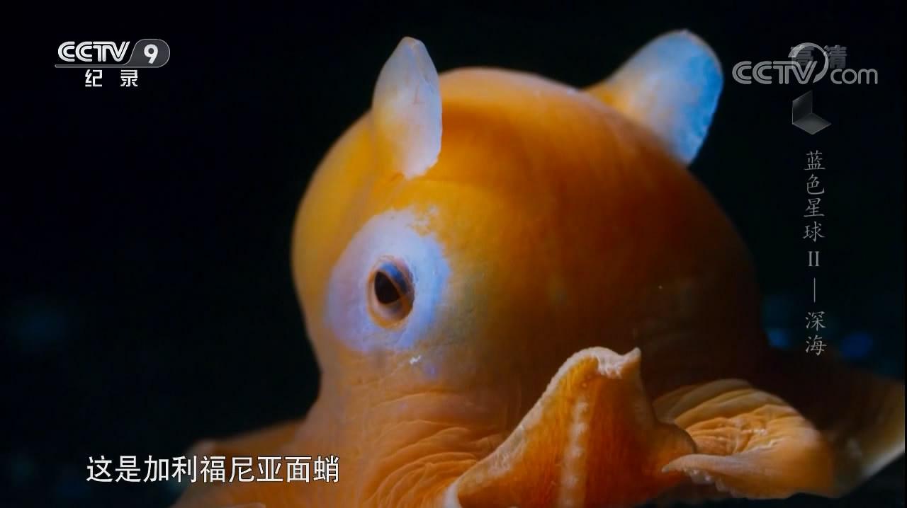 海里的奇特生物,烙饼章鱼萌萌哒,这大概是世界上最可爱的章鱼了