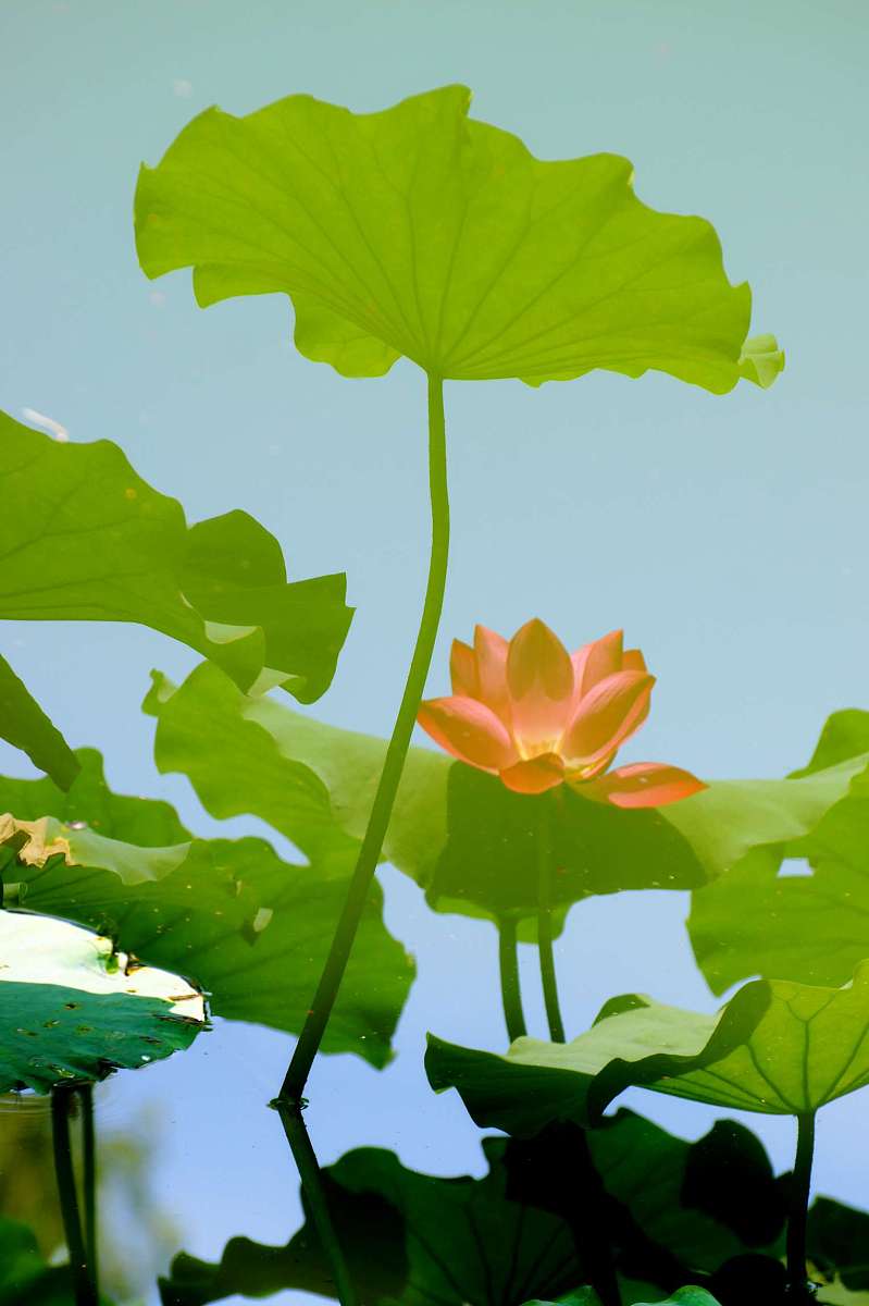 ***_***2013年7月20日,北京青年湖,夏日的荷花池内的荷花格外好看,吸