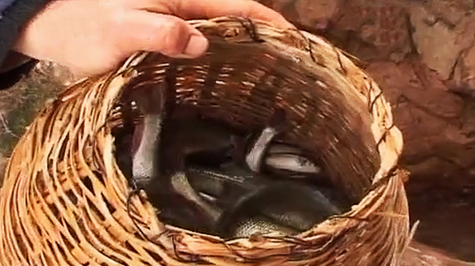 神秘“流鱼洞”,每年清明前后都会“流鱼”,5分钟就可以装一篓