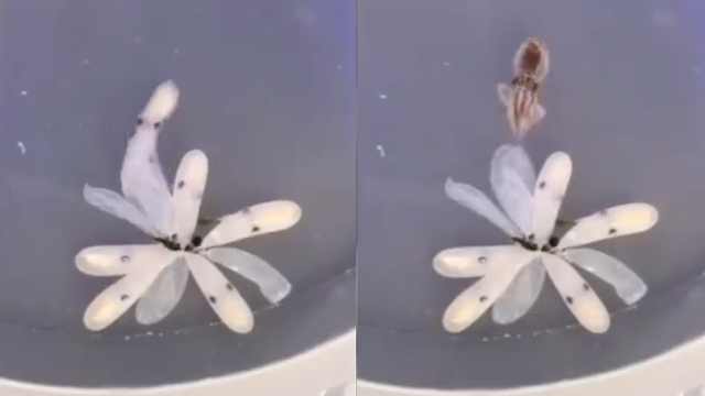 原来章鱼宝宝是这样出生的,刚出生就