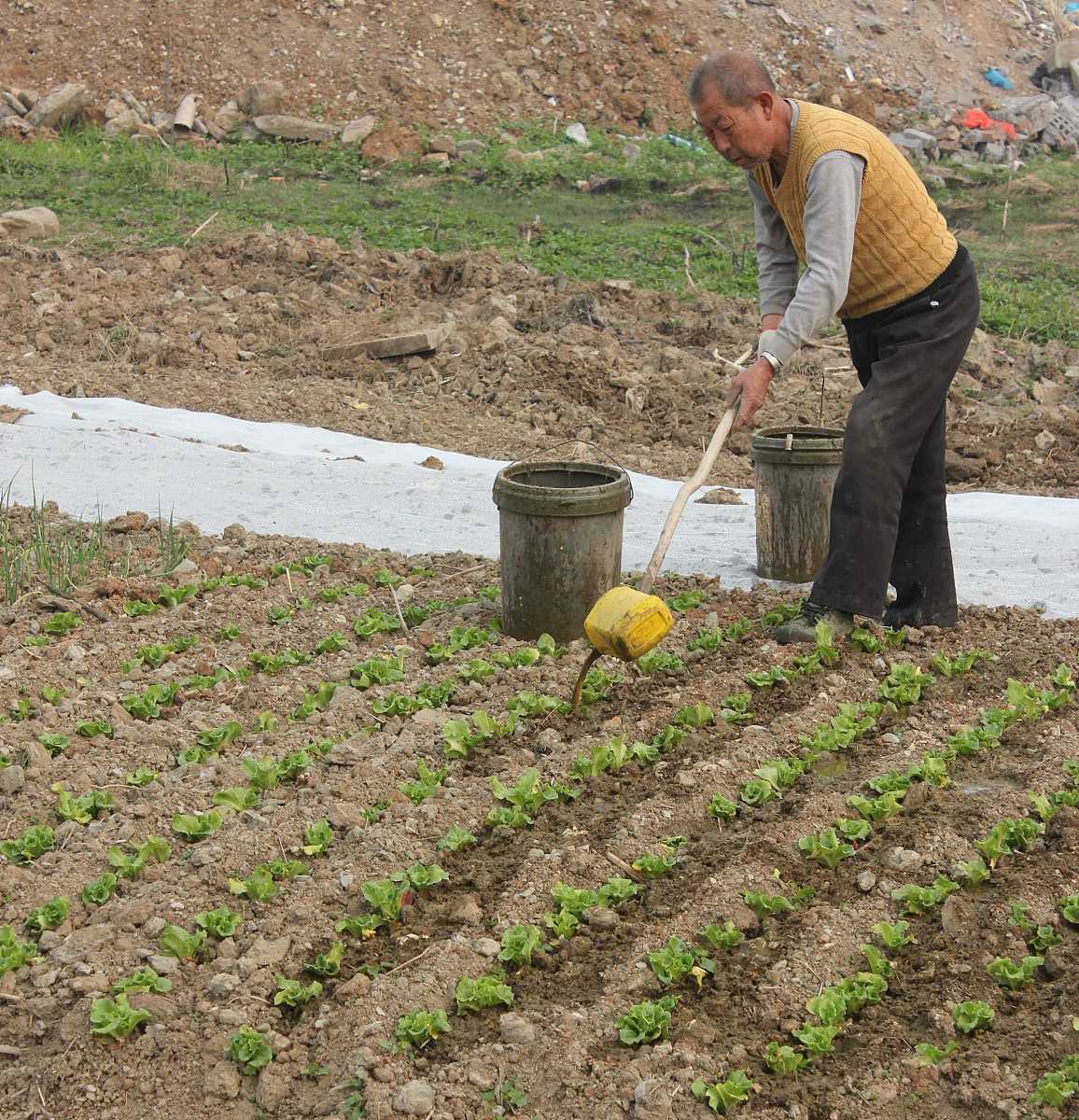 我是一名研究生导师样地是典型草原进行施肥和干旱处理我该从什么方面写毕业论文？