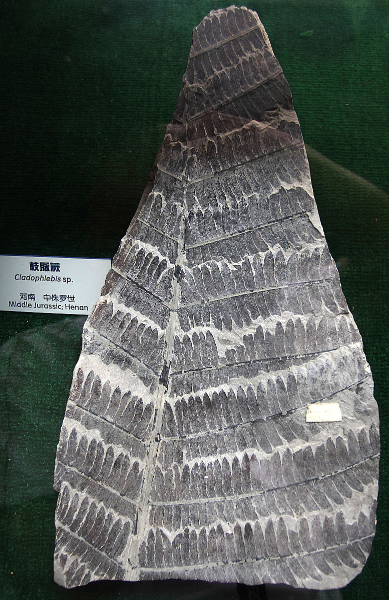 2009年7月,江苏,中科院南京古生物博物馆.***_***枝脉厥 中侏罗世 化