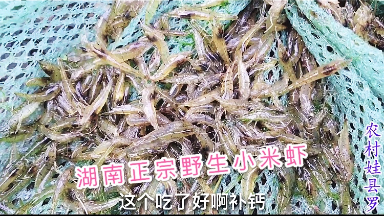 湖南特色美食“野生小米虾”的打捞与制作,看上去就有食欲