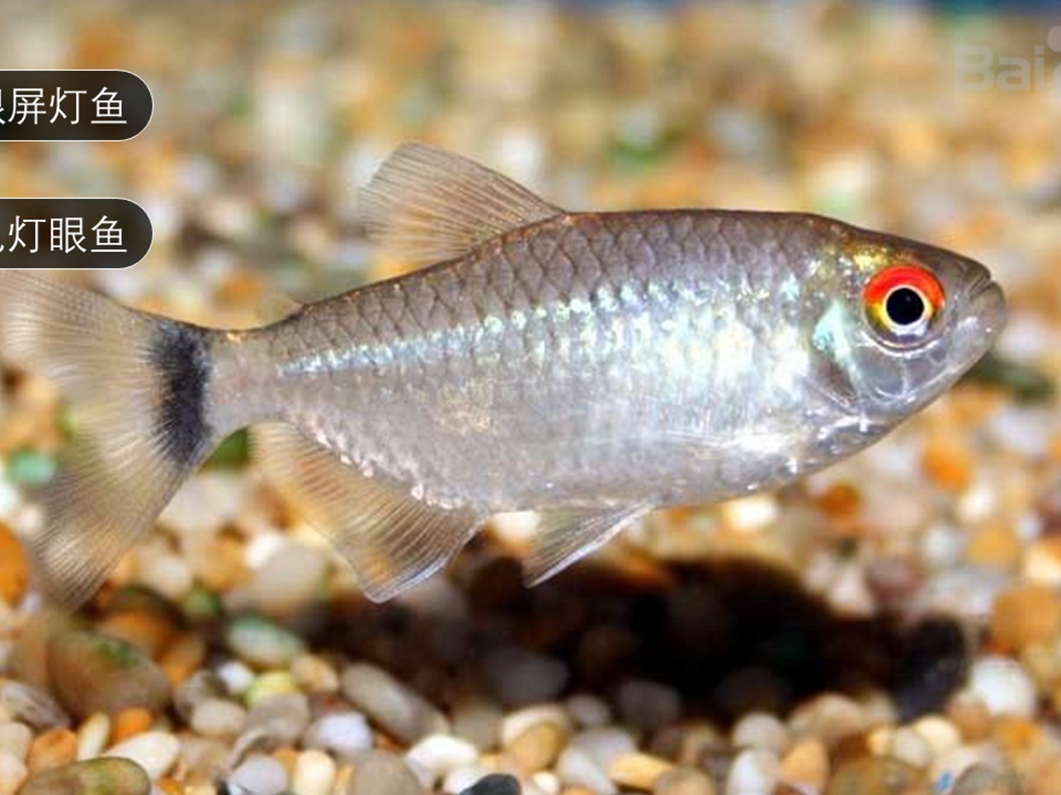 银屏灯鱼:银屏灯鱼,是一种小型观赏鱼