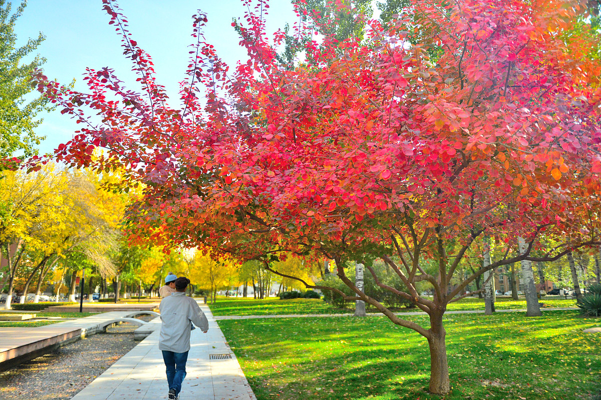 帮我输出一个适合天津生长的树木，要四季开放，好看