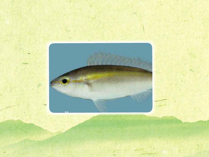 原来双斑眶棘鲈长这样