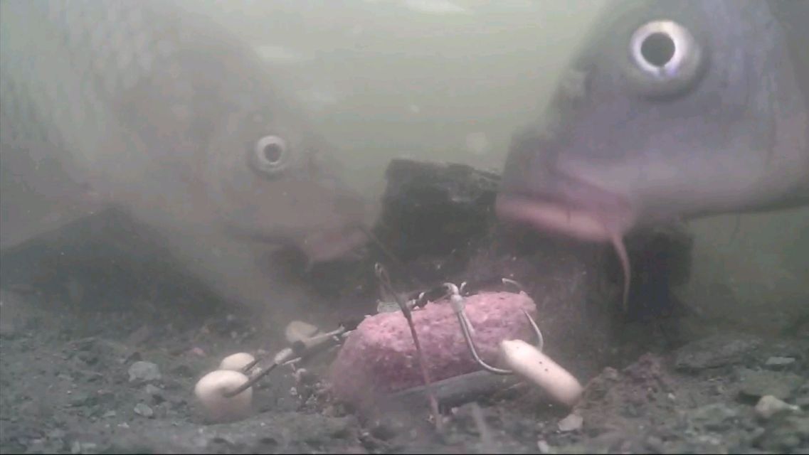 这种钩钓鲤鱼真绝,水下录像全程记录咬钩过程,看得真过瘾……