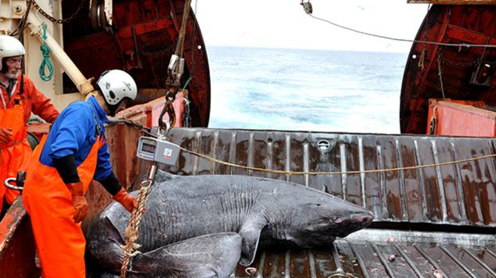 连阎王也收不走的鲨鱼,从明朝活到现在,鲨鱼:向天再借500年!
