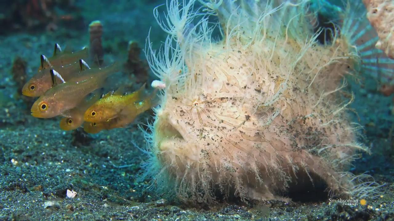 全身长毛的鱼你见过吗?捕鱼的速度快到无法回放,一起来见识下!