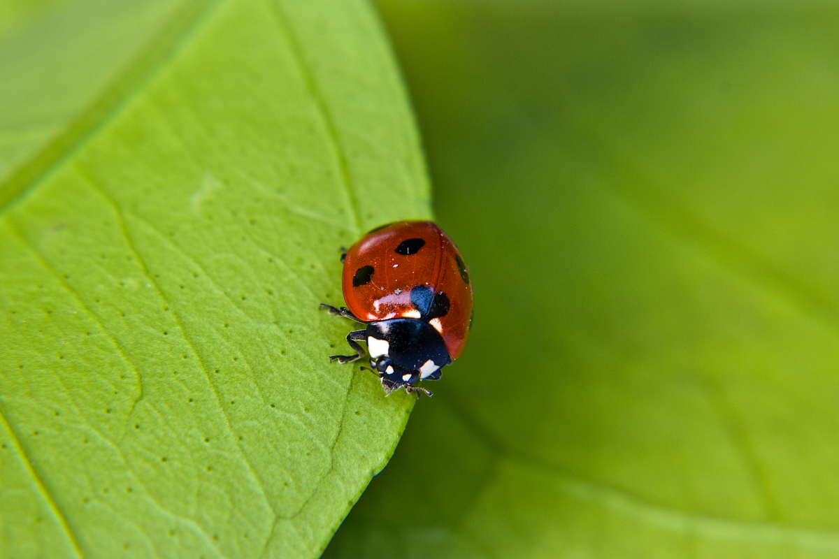ladybug on a leaf