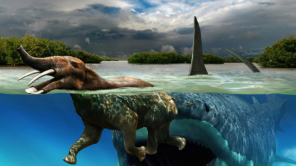 恐龙存在1亿多年后就灭绝了,为什么鲨鱼却存在了5亿多年?