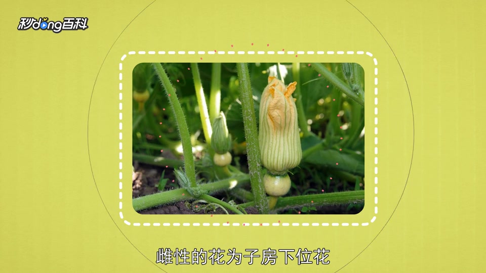 原来葫芦科植物长这样