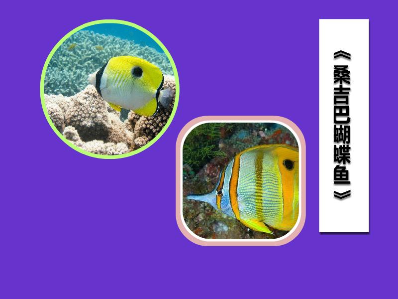 一分钟了解桑吉巴蝴蝶鱼