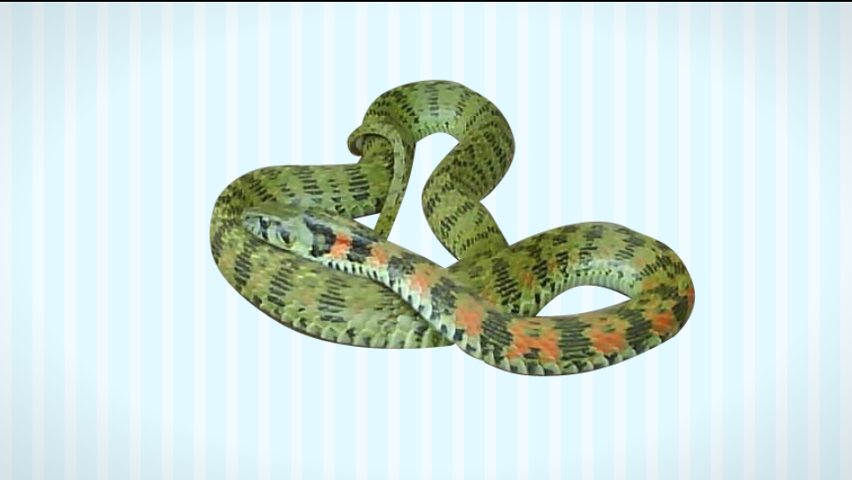 虎斑颈槽蛇:游蛇科、颈槽蛇属的一种蛇