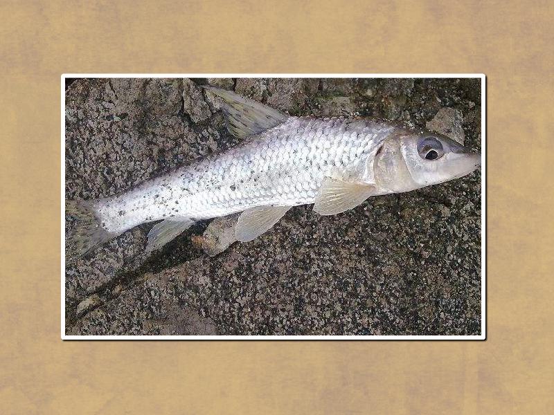 原来黑龙江花骨鱼长这样