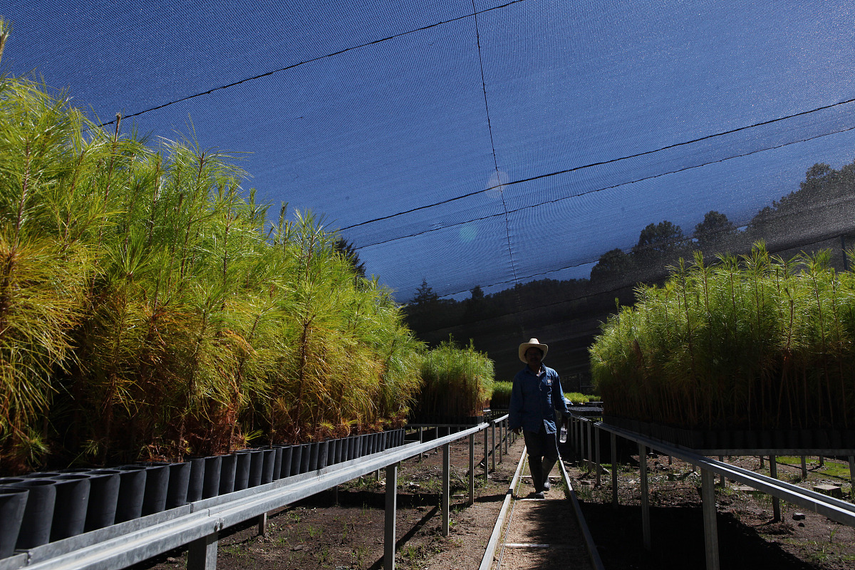 写一篇《重庆市森林资源保护问题及对策分析》论文的研究背景。
