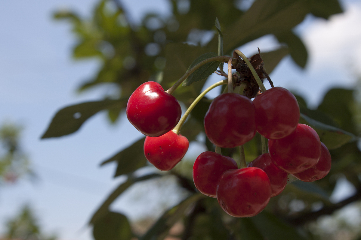 cherry